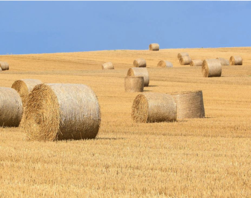 Le radici storiche della cerealicoltura moderna