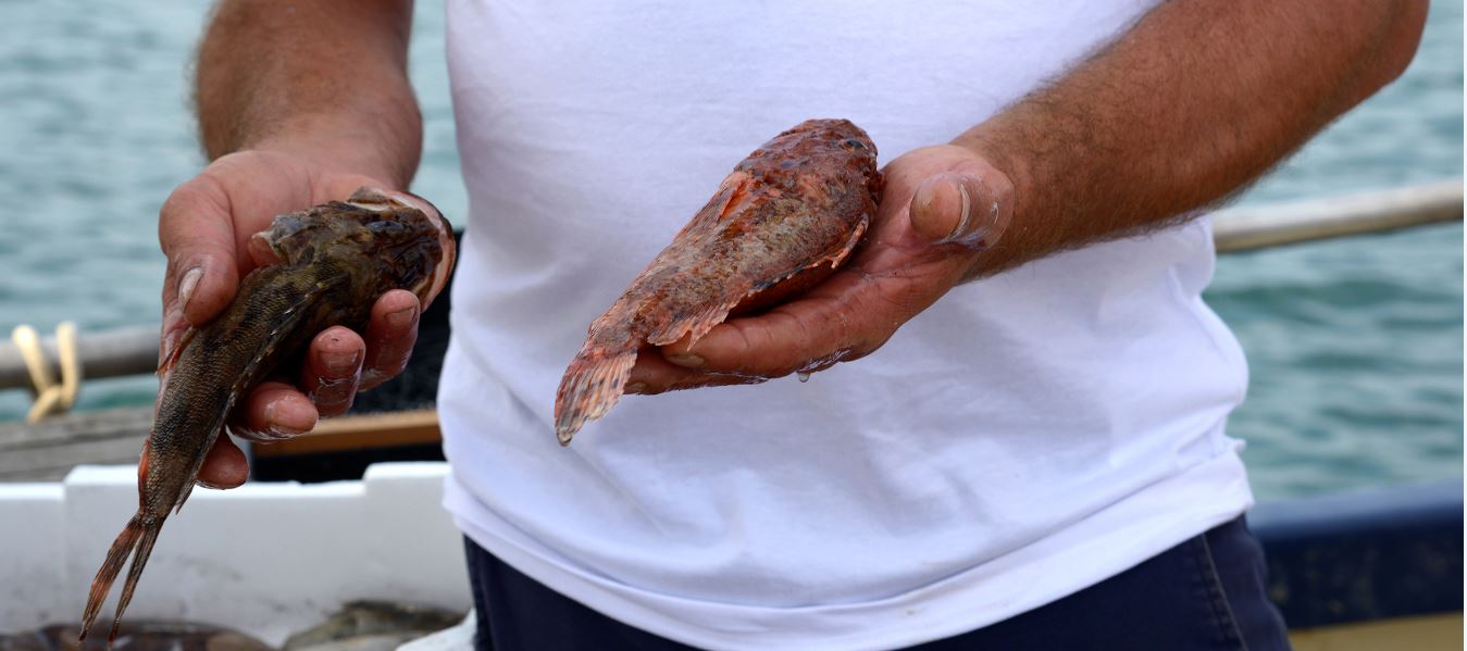 pesci pescati
